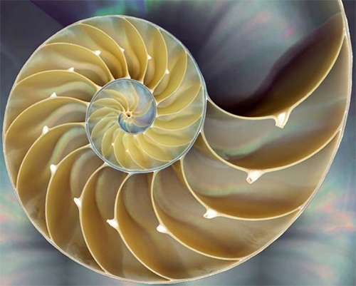 Fibonacci_Sequence_Nautilus_Shell1