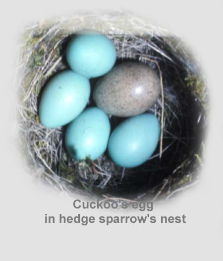 Cuckoos_Egg_in_Hedge_Sparrows_Nest_-_450w_-_low_res