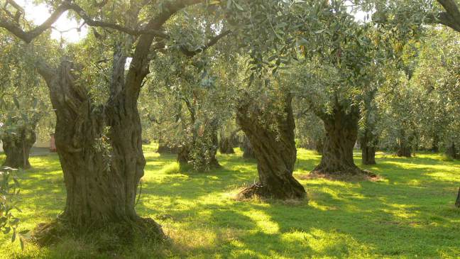 olive_trees_on_thassos