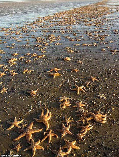 13925-thousands_dead_starfish_washed_kent_beach_england