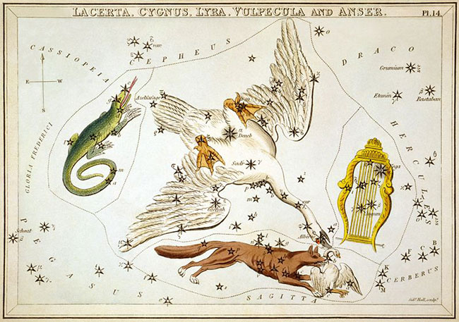 Ο Κύκνος στη γειτονιά της Σαύρας, της Αλώπεκος (ονομ. Αλώπηξ, γνωστός επίσης ως Αλώπηξ και Χην καθώς η αλεπού φαίνεται να κρατά στο στόμα της μια χήνα) και της Λύρας. Cygnus as depicted in Urania’s Mirror, a set of constellation cards published in London c.1825. Surrounding it are Lacerta, Vulpecula and Lyra.wikipedia URL [https://en.wikipedia.org/wiki/Cygnus_(constellation)]