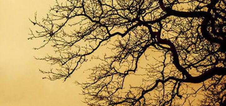 Roots & Wings, © Evangelos Tsigaridas