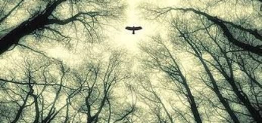trees-eagle