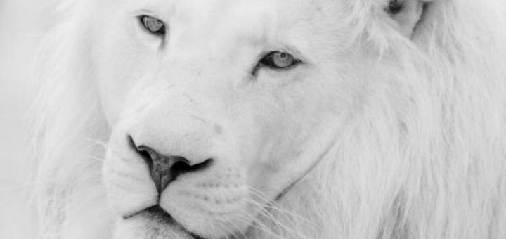 lion