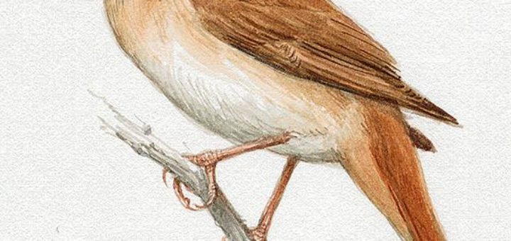 Common_Nightingale