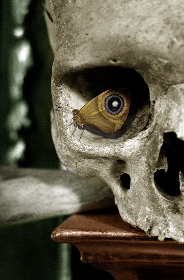 moth